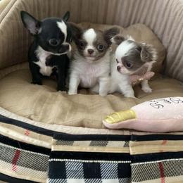 Chihuahua puppies from Arizona Dream Chihuahuas