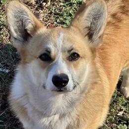 Pembroke Welsh Corgi puppies from Cahas Corgis of Virginia