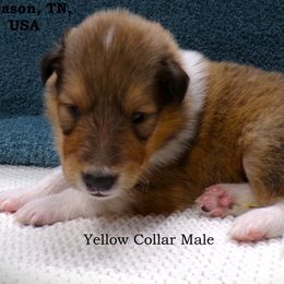 Yellow Collar Sable Male - Sable and white male Collie puppy in Gleason, Tennessee from Liberty Collies