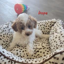 Hope - Parti female Poodle puppy in Montrose, Pennsylvania from Tales Of Joy