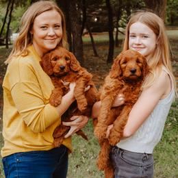 Goldendoodle Puppies from Bows & Ties Doodles
