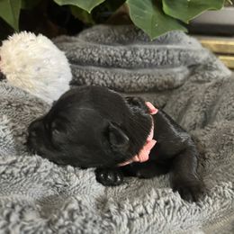 Belle - Black female Miniature Schnauzer puppy in Dawson, Georgia from Faith Farm Miniature Schnauzers