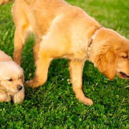 Golden Retriever Puppies from Picklebee Acres