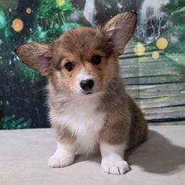 Victory - Sable female Pembroke Welsh Corgi puppy in Washington from Castle View Royal Rumps