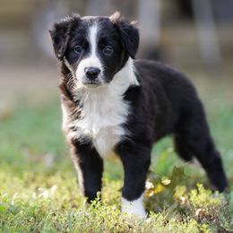 Boy 1 - Border Collie puppy from Air Capital Border Collies