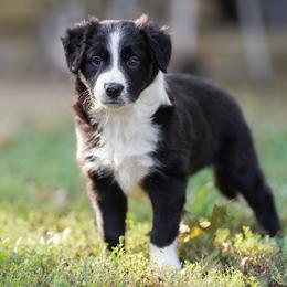 Boy 1 - Border Collie puppy from Air Capital Border Collies