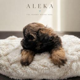 O'Malley - Gold male Shih Tzu puppy in Richmond, Texas from Aleka Shih Tzu