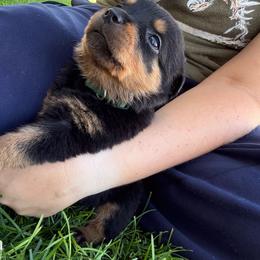 Avocado - Black and rust female Rottweiler puppy in Eagle Mountain, Utah from Woolley Darlings