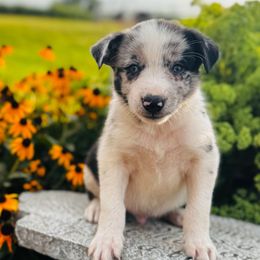 Boy 3 - Blue Merle - Blue merle male Border Collie puppy in Minden, Iowa from Rocking N Registered Border Collies & Labradors