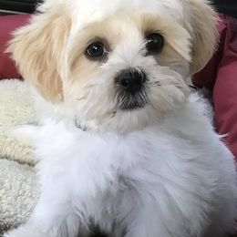 Bichon Frises, Shichons, and Shih Tzus from IDREAMOFPUPPIES