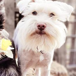 Miniature Schnauzers from Happy Hollow Schnauzers