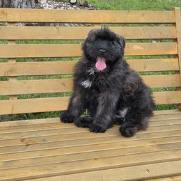 AKC Chloe - Bouvier des Flandres puppy in Marionville, Missouri from Sandbox Puppies