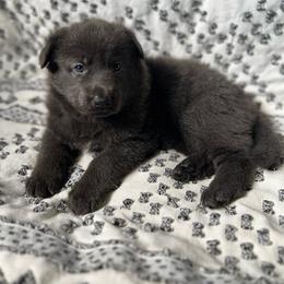 Pink camo collar - Gray female German Shepherd puppy in Marion, Ohio from Legacy K9’s