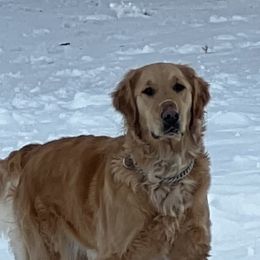 Remmy - Golden Retriever