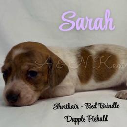 Sarah - Piebald female Dachshund puppy in Brandon, Mississippi from A & N Kennel’s Mini Dachshunds