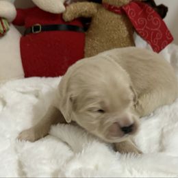 Bella - Light golden female Golden Retriever puppy in Seville, Ohio from Retriever Ranch