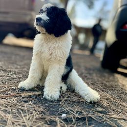 Aussiedoodle, Poodle, and Saint Berdoodle Puppies from Remington Kennels, LLC