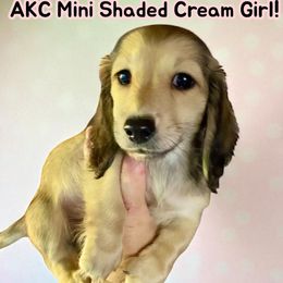 Dachshund and Poodle Puppies from Angel Blue Dogs