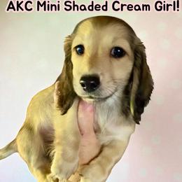 Dachshund and Poodle Puppies from Angel Blue Dogs