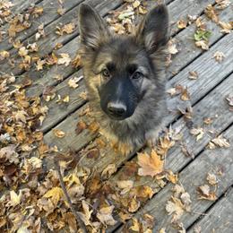 German Shepherd Puppies from Fancy GSDs