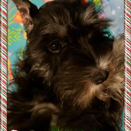 Miniature Schnauzer Puppies from Starbound Miniture Schnauzer's