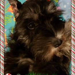 Miniature Schnauzer Puppies from Starbound Miniture Schnauzer's