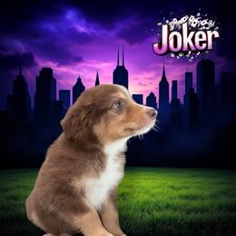 JOKER - Red Tri Male - Red tri-color male Australian Shepherd puppy in Gainesville, Texas from Lady Luck Aussies