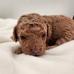 Cavapoo and Poodle Puppies from Blue Meadow Puppies