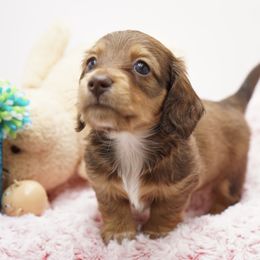 Dachshund Puppies from 30 Acre Woods Dachshunds