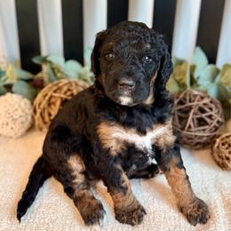 Kleo - Phantom female Bernedoodle puppy in Perrysville, Ohio from Pleasant Valley Bernedoodles