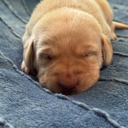 Number 8 - Yellow female Labrador Retriever puppy in Greenville, North Carolina from Gales Creek Labrador Retrievers