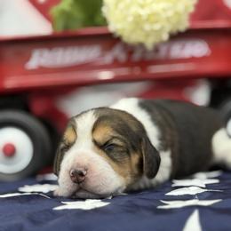 AKC Tootsie - Black tan and white female Beagle puppy in Chillicothe, Missouri from Tymber Lake Beagles