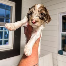 Goldendoodle Puppies from The W Doods