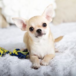 Jaxon - Fawn and white male Chihuahua puppy in Orlando, Florida from Destiny Chihuahuas