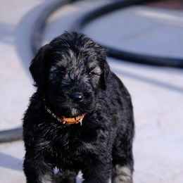 Giant Schnauzer Puppies from Schnauzer Ranch
