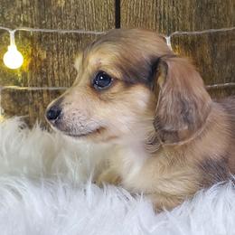 Chevie - Dapple female Dachshund puppy in Mountain Grove, Missouri from Callaway Country Dachshunds