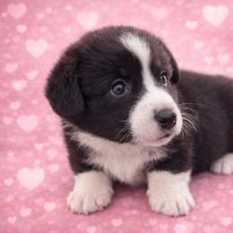 Sid - Black and white male Cardigan Welsh Corgi puppy in Kerens, West Virginia from Leather & Lace