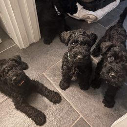 Kerry Blue Terrier Puppies from Eirebear Kerry Blue Terriers