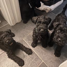 Kerry Blue Terrier Puppies from Eirebear Kerry Blue Terriers
