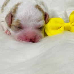 Butterfinger - Parti female Poodle puppy in Nixa, Missouri from Family Poodles