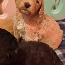 Goldendoodle Puppies from Dahlia Doodles