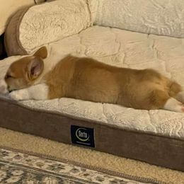 Pembroke Welsh Corgi Puppies from Loves Classic Corgis