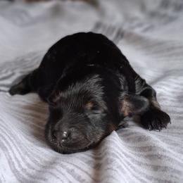 Chloe - Black and tan female Companion Cross puppy in Macon, Georgia from Shipoo Lane