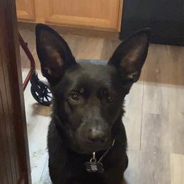 Jojo - German Shepherd
