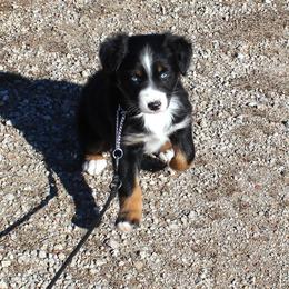Bonnie - Black tri-color female Australian Shepherd puppy in Falcon, Missouri from www.maubachranch.com