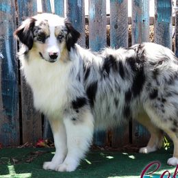 Roadie - Miniature Australian Shepherd