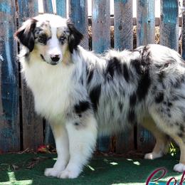 Roadie - Miniature Australian Shepherd