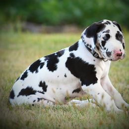 Great Dane Puppies from Kirk’s Dane Farm