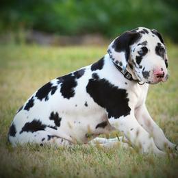 Great Dane Puppies from Kirk’s Dane Farm