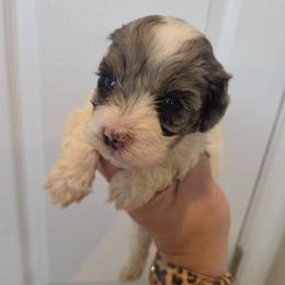 Girl 3 - Merle female Schnoodle puppy in Galena, Illinois from Perry's doodles